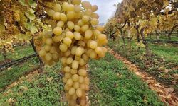 Tarımda şaşırtan gelişme: Dalında uzun süre tazeliğini koruyan üzümler ilgi odağı oldu