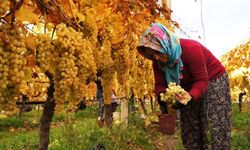 Üretici Dertli: Girdi Yüksek, Üzüm Fiyatı Düşük