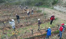 Üzüm bağlarında kaliteli ürün için doğru budama eğitimi