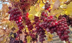 Yeni yıla taptaze üzüm: ürünler bağdan sofraya