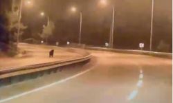 Yola inen ayı telefon kameralarına yansıdı