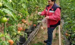 Kütahya'da domatesler sağlıklı mı? Pestitit tehlikesine karşı denetim!
