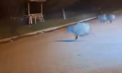 Kütahya'da gece saatlerinde bu mahalleye dikkat: Domuzlar tehlike yaratıyor