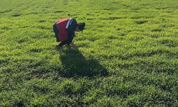 Kütahya'da tarlalarda incelemeler sürüyor