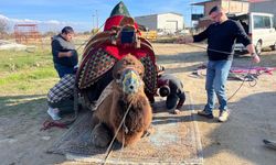 Deve güreşlerinin şampiyonuna hediyesi dualarla takıldı