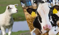 Kütahya’da Büyük Müjde: 2026’da Dev Destek Başlıyor!