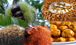 Bu Lezzetler Kütahya’dan Çıkıyor! Yerli Malı Haftası’nda Damak Çatlatan Liste