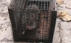 Kütahya'nın tarihi Saman Pazarı farelerin esiri oldu