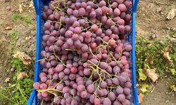 Üzüm hasadı yüz güldürüyor, 25 TL'den kapışılıyor