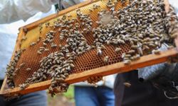Kütahya’da Orman Köylerinde Bal Bereketi: Arıcılık Geçim Kapısı Oldu