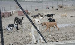 KÜTAHYA'DA BARINAKLAR İNCELEME ALTINDA!