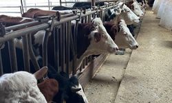 Tavşanlı’da brusella alarmı: Aliköy’de aşılama seferberliği