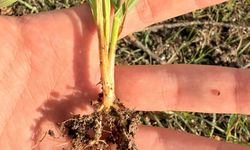 Şaphane’de Meyve ve Hububat Takibi Başladı