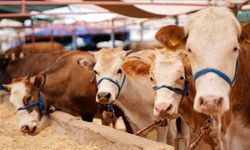 Kütahya’da Hayvan Pazarı Yeniden Açılıyor: Üretici Ve Vatandaş İçin Kritik Tarih Belli Oldu