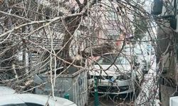 Bir Anda Oldu: Dev Çınar Araçların Üzerine Devrildi