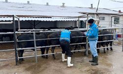 Kütahya’da Hayvancılığa Güçlü Destek: Millileştirme Devam Ediyor