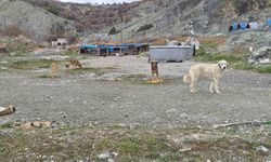 Onlarca köpek bu yuvalarda ısınıyor