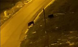 Soğuk Bastırdı, Yaban Hayvanları Şehre İndi!