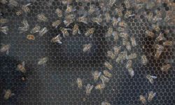 Üreticiye Dev Destek: Manisa’da 144 Milyon TL’lik Kırsal Yatırım