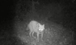 Yaban Hayatında Sürpriz Kare: Kurt ile Çakal Bir Arada