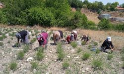 Ne Su Var Ne İlaç: Kütahya'da Yetişen Lavantalar Altın Değerinde