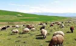 Hayvancılıkta Verim Artacak: Kütahya’da Dev Proje