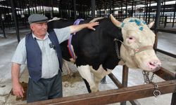 Kütahya'da canlı hayvan pazarı yeniden açıldı