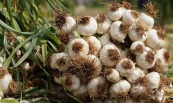 Domaniç’in Sarımsağı Türkiye’ye Açılıyor