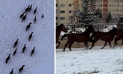 Bu Sefer Ne Kurt Ne Domuz! Kar Bastırınca Kente İndiler