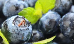 Mor mucizenin gücü: Düzenli tüketenlerde kalp ve bilişsel performans artıyor