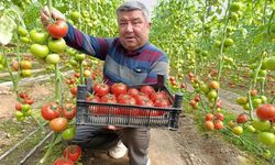 Kütahya'nın yer altı sıcaklığıyla yetişiyor, pazarlarda yok satıyor