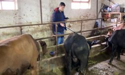 Domaniç’te ithal besilikler sağlık kontrolünden geçti