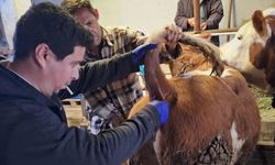 Emet’te hayvan sağlığı için kritik adım: Sero-surveyans süreci