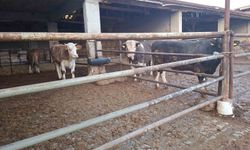 Hisarcık’ta sevindirici gelişme: Şap hastalığına karşı mücadele başarıyla sonuçlandı