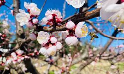 Sert çekirdekli meyveler için 'Monilya' uyarısı