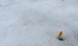 Simav’da baharın ilk işareti: Çiğdemler karı delip çıktı