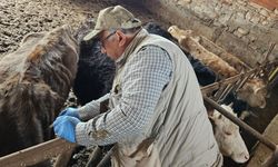 Emet’te büyükbaş hayvanlar için şap aşılaması başladı: üretimde güvenli dönem
