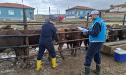 Kütahya’da ithal sığırlara sağlık kalkanı