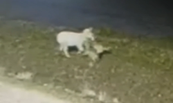 Kütahya’da kurtlar köylere indi: Güvenlik kamerası kaydetti