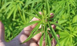 Dev Karar Açıklandı: Kenevir Üretimi Başlıyor, Kütahya Listede