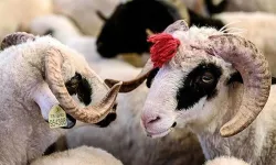 Gediz'de kurban bayramı için kritik kuranın tarihi açıklandı