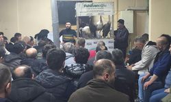 Kütahya'da süs tavuğu açık artırması: Şehir dışından akın ettiler
