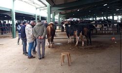 Tavşanlı'da hayvan pazarında kurbanlık fiyatları belli oldu