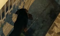 Kütahya’da köpekten temizlik operasyonu! O anlar kameraya yansıdı