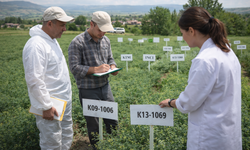 Kütahya’da tarım için kritik adım: 18 nohut çeşidi tarlada test ediliyor