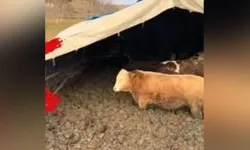 Sosyal medyaya düşen görüntüler sonrası bakanlık harekete geçti!