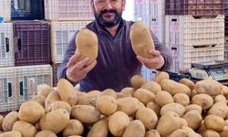 Dev patatesler pazarın ilgi odağı oldu