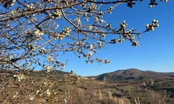 Emet’te doğa uyandı, badem ağaçları çiçeklendi