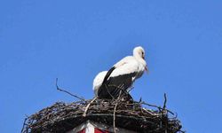 Göçmen leylekler İznik’e döndü: Yuvalar hâlâ yetersiz