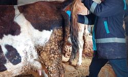 Hisarcık’ta şap hastalığı şüphesi: Ekipler sahada, kan örnekleri toplandı